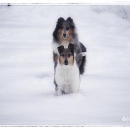 Collie Puppies from Glenelg Collies