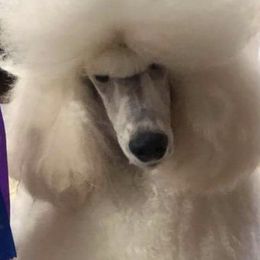 Poodle Puppies from Bonnie Weyrauch