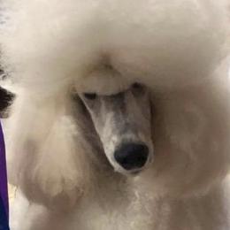 Poodle Puppies from Bonnie Weyrauch