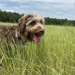 Aussiedoodle Puppies from Gore Doodle Ranch