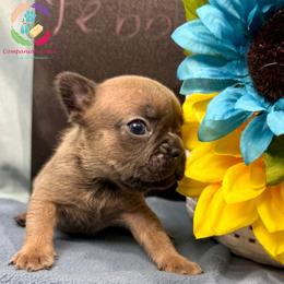 Pebbles - Blue fawn female French Bulldog puppy in Bowman, Georgia from Companion Creek Farm