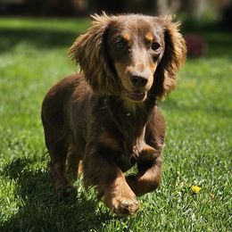 Sadie - Dachshund