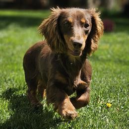 Sadie - Dachshund