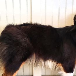 Miniature Australian Shepherds from Set Apart Farm