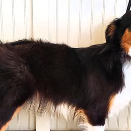 Miniature Australian Shepherds from Set Apart Farm