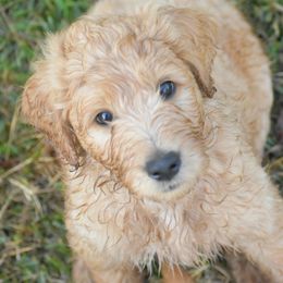 Bernedoodle, Goldendoodle, and Poodle Puppies from Four Willows Farm