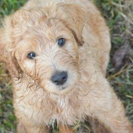 Bernedoodle, Goldendoodle, and Poodle Puppies from Four Willows Farm