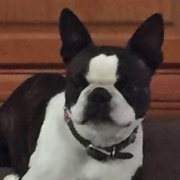 Boston Terriers from Gold Buckle Kennel