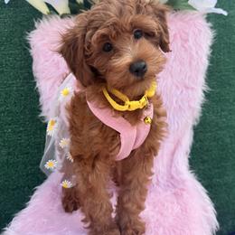 Goldendoodle and Poodle Puppies from Katy's Toy Poodles & Doodles