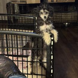 Jillie - Silver-beige  female Poodle puppy in Canterbury, Connecticut from Diamonds in the Sky