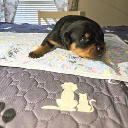 Rottweiler Puppies from Rottbies
