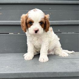 Ranger - Blenheim male Cavapoo puppy in Pasco, Washington from Columbia Basin Puppies