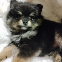 Pomeranian Puppies from Cutie Poms