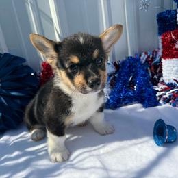 Nile-Triple Clear - Black and white male American Corgi puppy in Scottown, Ohio from Wyndy Ridge Corgis