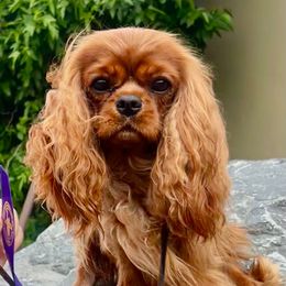 Ginger - Cavalier King Charles Spaniel