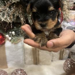 Yorkshire Terrier Puppies from Puppy Breath Palace