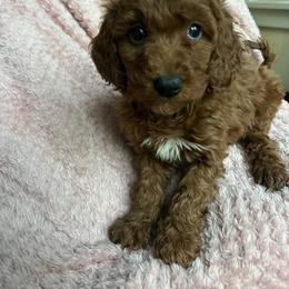 Navy - Red  female Goldendoodle puppy in Lowville, New York from Adirondack Labradoodles