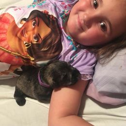 Miniature Schnauzer Puppies from Starbound Miniture Schnauzer's