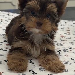 Yorkshire Terrier Puppies from Tails of Grace