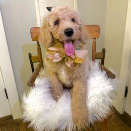 Huggsie - Gold male Australian Labradoodle puppy in Leonard, Texas from Laird Farms