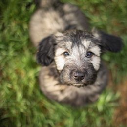 Border Collie and Skye Terrier Puppies from Skyward Farms