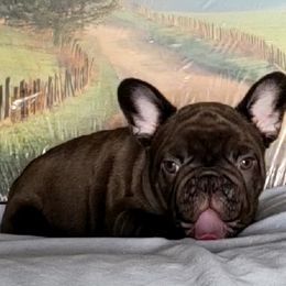 French Bulldog Puppies from BeYardCore Bullies