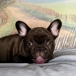 French Bulldog Puppies from BeYardCore Bullies
