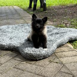 Pomeranian puppies from 🤎 Dreaming Puppies 🐶
