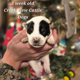 Boy 1 - Blue mottled male Australian Cattle Dog puppy in Monroe, North Carolina from Creek View Cattle Dogs