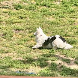 Creedence - Pembroke Welsh Corgi