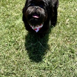 Delilah - Shih Tzu