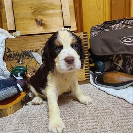 English Springer Spaniel Puppies from J&R Springers