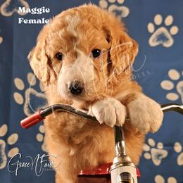 Maggie - Red female Labradoodle puppy in Peyton, Colorado from Grace N Faith Doodles
