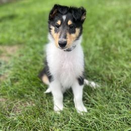 Aladdin - Black white and tan male Collie puppy in Chilhowie, Virginia from Jolly Collies & Kingdom Elite Yorkshire Terriers