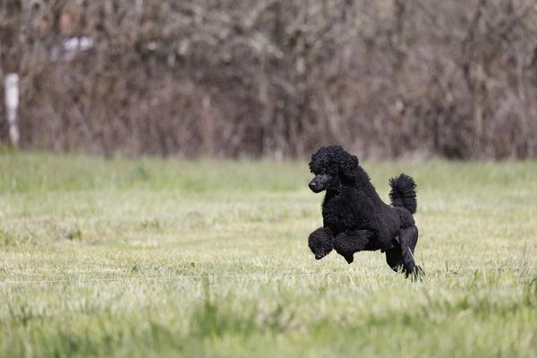 Black Poodle majestically running through a field