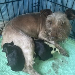 Miniature Schnauzer puppies from Miniature Schnauzer Puppies of Palestine Tx