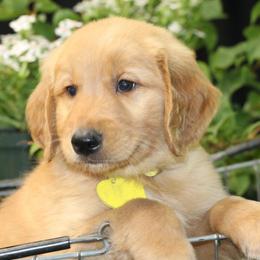 Golden Retrievers from Grand Oaks Goldens