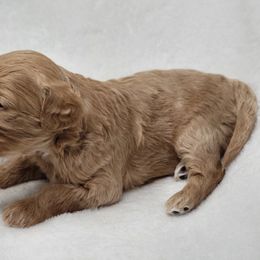 Goldendoodle Puppies from Lake Village Doodles