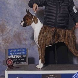 Boxers from Seas The Day