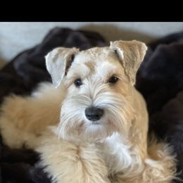 Harper - Miniature Schnauzer