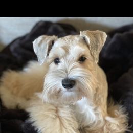 Harper - Miniature Schnauzer