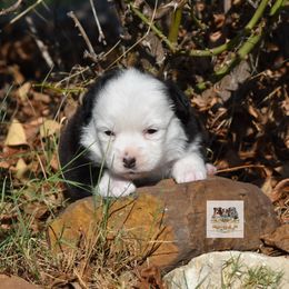 BTF 1 - Black tri female Toy Australian Shepherd puppy in Joshua, Texas from Double M Toy and Mini Aussies