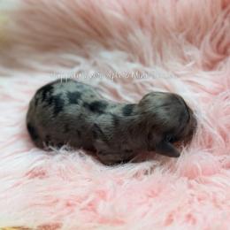 Preston - Dapple male Dachshund puppy in Robesonia, Pennsylvania from Happily Ever After’s Puppies