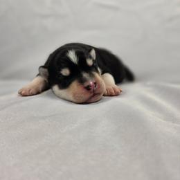 Almond - Black and white male Siberian Husky puppy in Livermore, California from Limitless Huskies