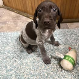 Mr Big 7 - Liver roan male German Shorthaired Pointer puppy in Troy, North Carolina from Uwharrie GSP