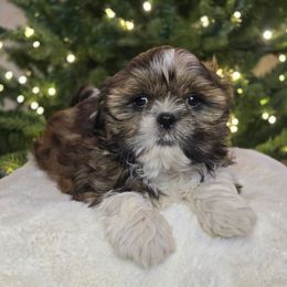 Ramsey - Brindle male Shih Tzu puppy in Mountain Grove, Missouri from Precious Puppies