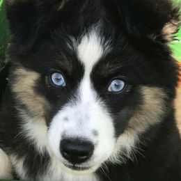 Bear - Miniature Australian Shepherd