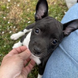 Rat Terrier Puppies from Rust Creek