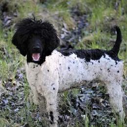 Taci - Poodle