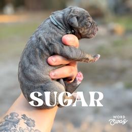 Sugar - Blue merle female Catahoula Leopard Dog puppy in Okeechobee, Florida from Lazy 44 Catahoulas